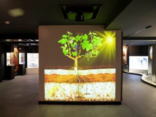 Встречаем – музей винодельня «Шеки Шараб» из Азербайджана!