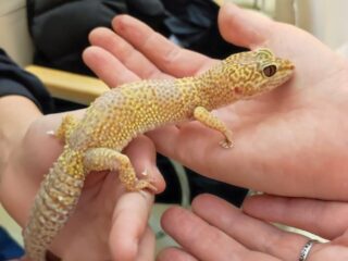 Дни зоонумизматики: викторины, микроскопы, кролики и финансовая грамотность